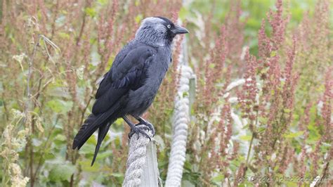 Western Jackdaw - John Caddick | John Caddick