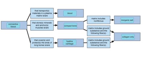 Epithelial Tissue Concept Map Mastering A And P Cristi Claudelle