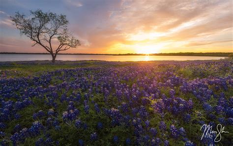 Ennis Bluebonnet Sunburst Sunset Bardwell Lake Ennis Texas Mickey