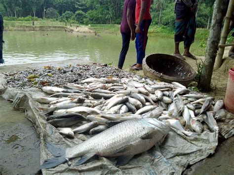 শত্রুতা করে পুকুরে বিষ মরল ৭ লাখ টাকার মাছ