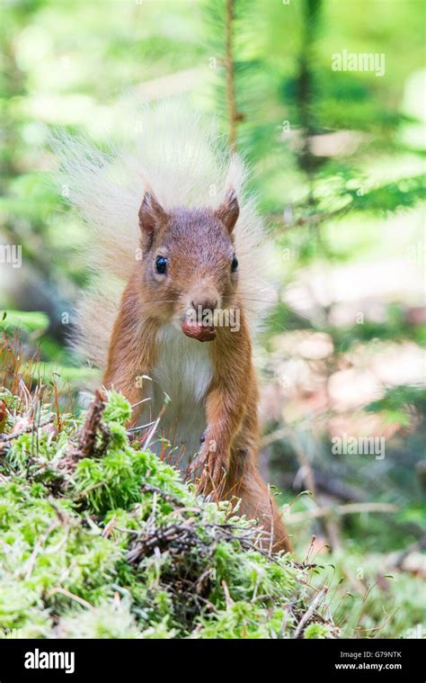 Red Squirrel feeding Stock Photo - Alamy