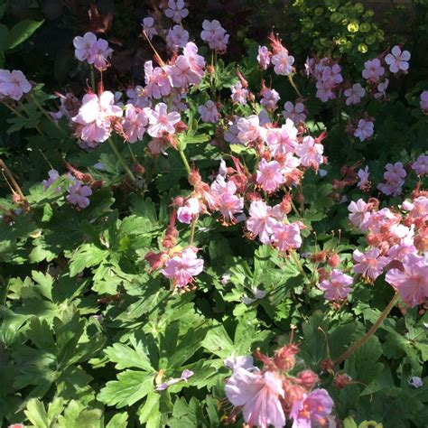 Geranium Maculatum Spotted Cranesbill In Gardentags Plant Encyclopedia