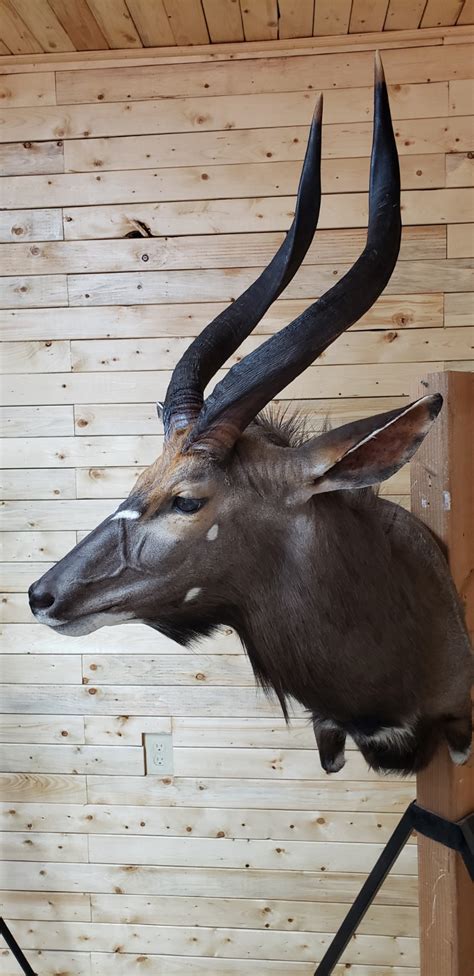 Another Wonderful Nyala Wall Pedestal Taxidermy Mount