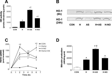 Effect Of H NO On Heme Oxygenase Activity HO 1 Expression Heme