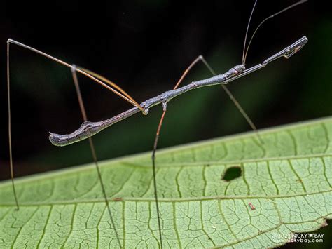 Thread Legged Assassin Bug Emesinae P6088965 A Photo On Flickriver