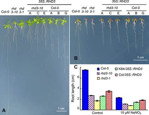 Arabidopsis ROOT HAIR DEFECTIVE3 Is Involved In Nitrogen Starvation