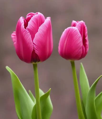 Sementes De Tulipa Rosa Parcelamento Sem Juros