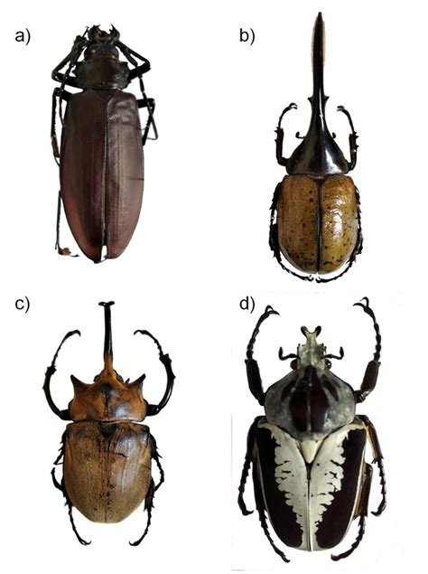 The largest beetle species in the world are living in tropical forests.... | Download Scientific ...