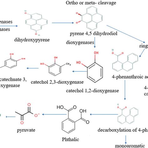 2 The Degradation Pathway Of Naphthalene Download Scientific Diagram