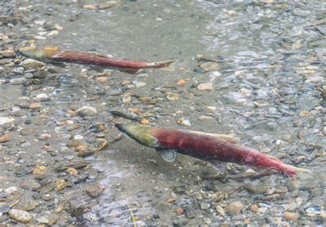 Qanda Tire Rubber Preservative Harms Coho Salmon Study Suggests The