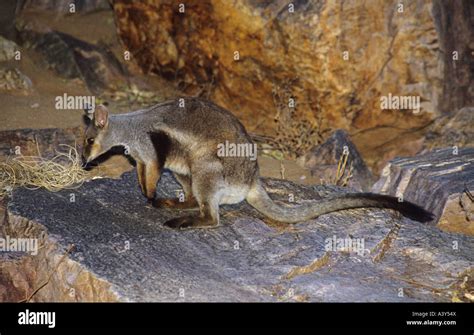 Black Flanked Rock Wallaby Black Footed Rock Wallaby Warru Petrogale