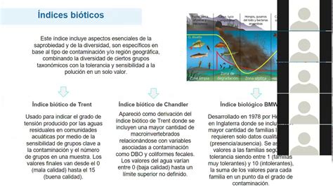 Macroinvertebrados Acu Ticos Como Indicadores Biol Gicos De La Calidad