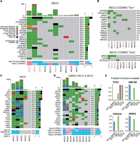 Frontiers Whole Exome Sequencing Identifies Common Mutational