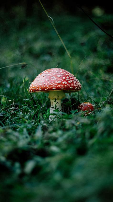 Mushroom Fly Agaric Grass Forest Hd Phone Wallpaper Pxfuel