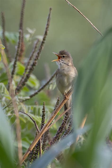 Marsh Warbler Acrocephalus Palustris A Temporary Hide Desi Flickr