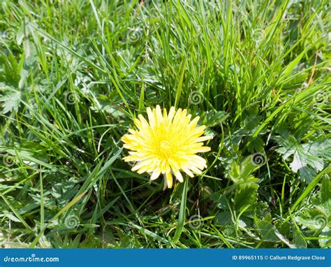 Isolated Yellow Dandelion On The Lush Green Grass Stock Image Image