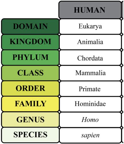 Human Evolution Flashcards Quizlet