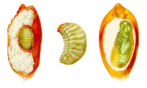 Granary Weevil Life Cycle