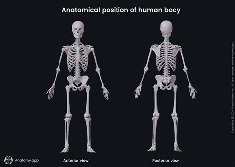 Anatomical Position Terms Anatomical Positions & Directional Terms
