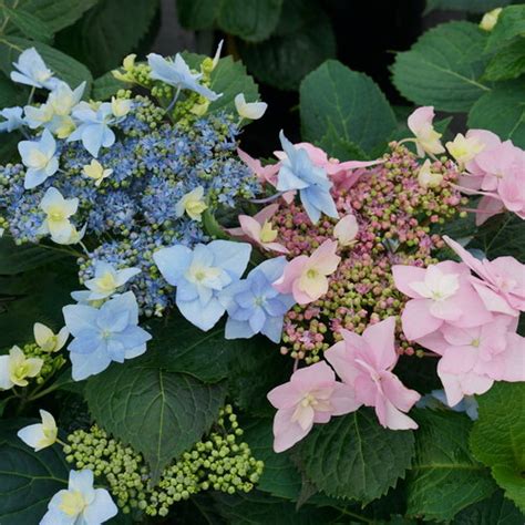 When And How To Prune Hydrangeas 3 Step Guide Proven Winners