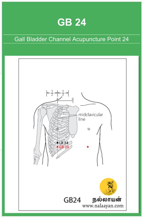 Gb 24 Acupuncture Point The Good Shepherd Medium