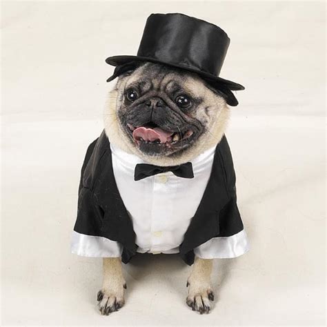 Wedding Groom Tuxedo Dog Halloween Costume by Casual Canine | BaxterBoo