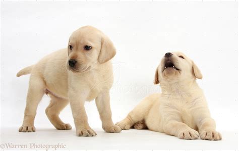 Dogs Yellow Labrador Retriever Puppies 7 Weeks Old Photo Wp24918