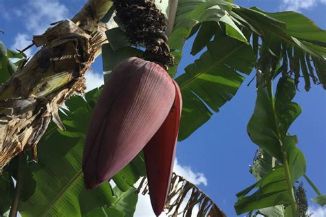 Para Que Serve O Chá Do Coração Da Bananeira - Coração de bananeira é de onde nascem os cachos de banana