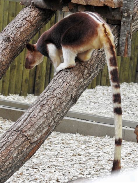 How Does The Tree Kangaroo Climb Trees Similar But Different In The