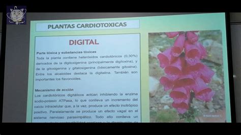 Plantas Toxicas Toxicologia Y Quimica Legal Youtube