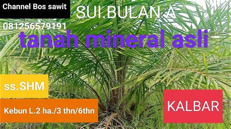 Dijual Kebun Sawit L Ha Shm Tanah Mineral Sui Bulan A Rp Jt