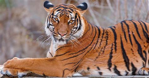 top  largest tiger species   world bigger cats