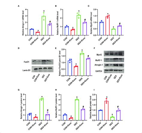 Exosomes Derived From Bmscs Regulated Mrna And Protein Expression