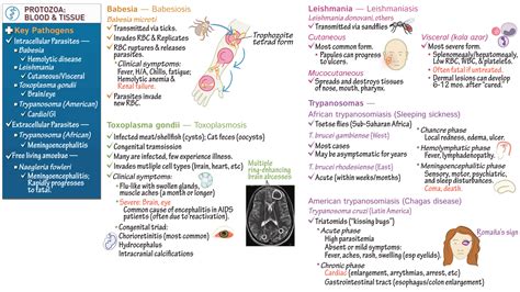 Ring enhancing lesions usmle - sourcinglasopa