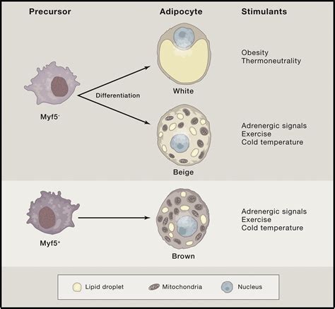 Il 33 Imprimatur Of Adipocyte Thermogenesis Cell