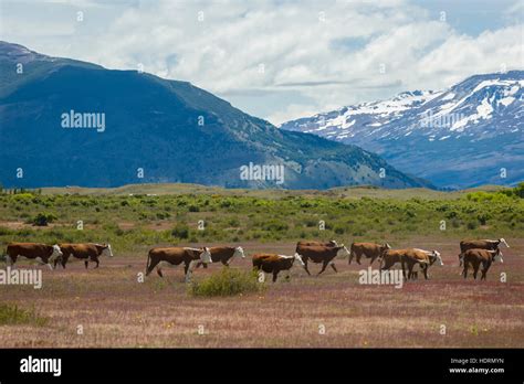 Cattle Ranch In Argentina