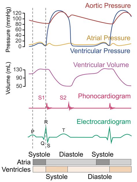 Ventricular Systole