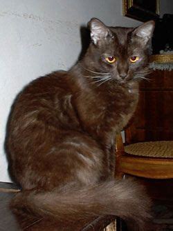 Chocolate Brown Cat Breeds - Pets Lovers