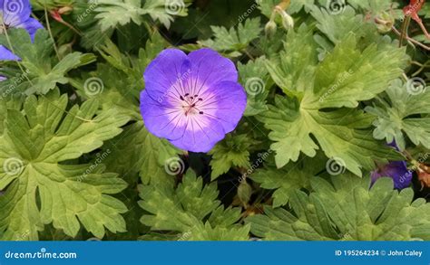 Geranium Rozanne Stock Photo Image Of Macro Close