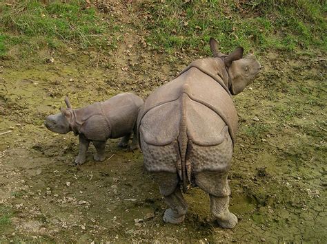 Rhino,nepal,national park,chitwan,free pictures - free image from ...