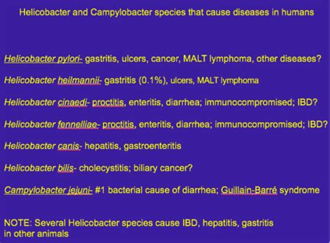 Micro Enterics Helicobacter And Campylobacter Mcgee Flashcards