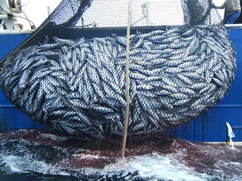 Bruselas plantea recortes para la pesca en el Mediterráneo debido a la