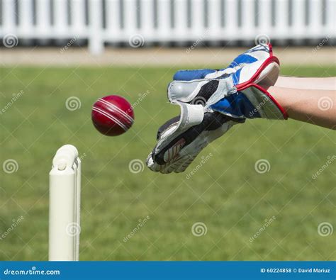 Cricket Wicket Keeper Royalty-Free Stock Photography | CartoonDealer ...