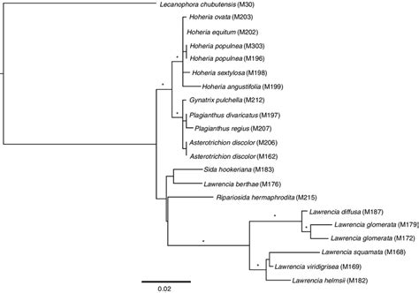 Phylogenetic Tree Derived From Raxml And Bayesian Analysis Of Nuclear