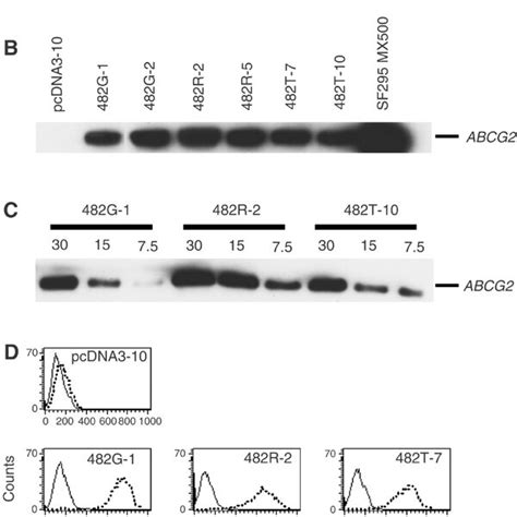 Expression Of ABCG2 In HEK 293 Cells Transfected With Wild Type And