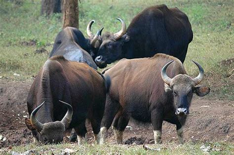 Talakaveri Wildlife Sanctuary in Bhagamandala, Karnataka ...