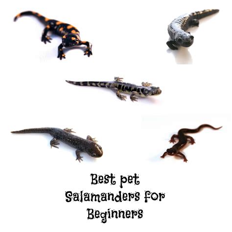 The Best Pet Salamanders for Beginners