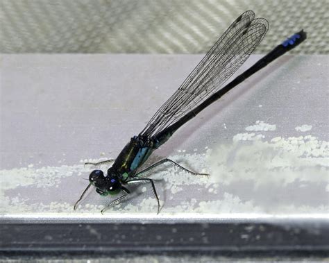 Rare forktail damselflies introduced at Presidio’s Mountain Lake