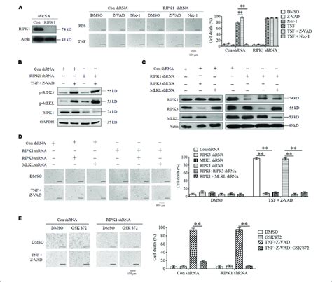 RIPK3 Mediates TNF Induced Necroptosis In RIPK1 Knockdown L929 And