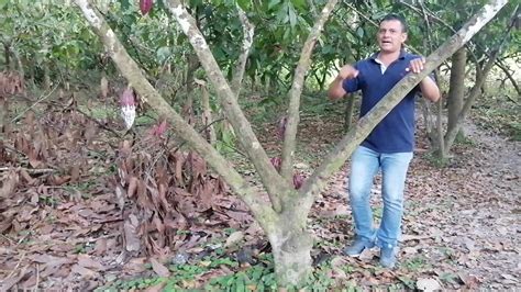 Definici N Sistema Agroforestal Saf Youtube